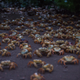 Coastal life in Brazil’s new marine protected area.